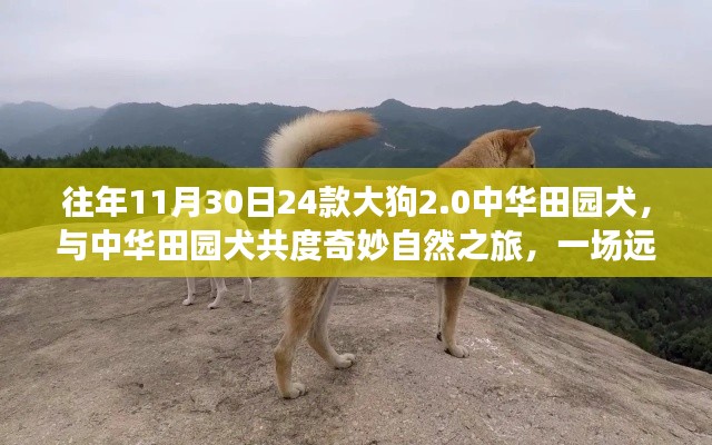 远离尘嚣的心灵觉醒,大狗2.0中华田园犬奇妙自然之旅