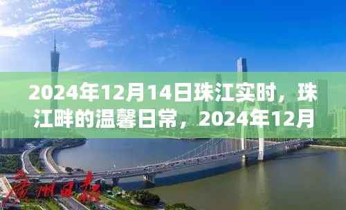 珠江畔温馨日常与奇遇,珠江实时记录