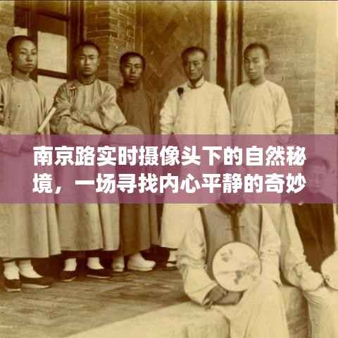 南京路摄像头下的自然秘境,心灵平静之旅