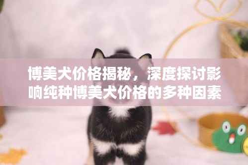 博美犬价格揭秘,深度探讨影响纯种博美犬价格的多种因素