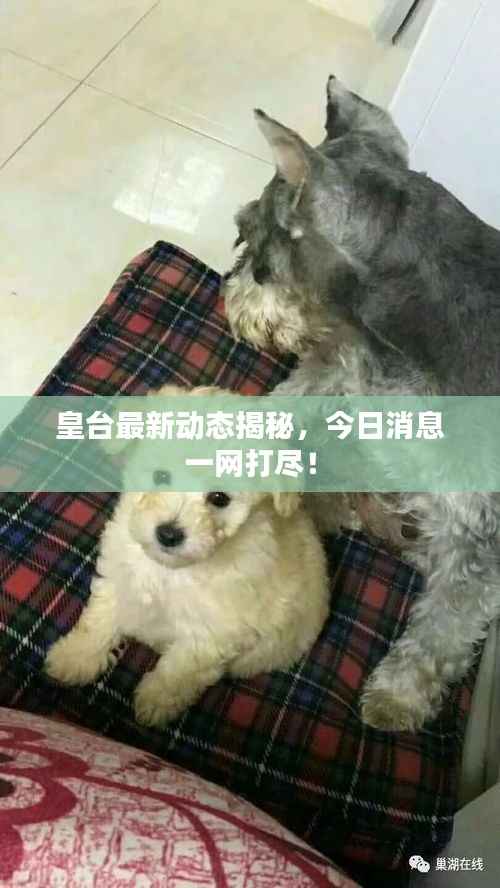 皇台最新动态揭秘,今日消息一网打尽!