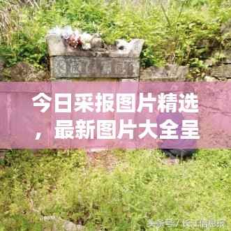 今日采报图片精选，最新图片大全呈现