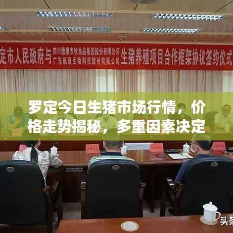 罗定今日生猪市场行情,价格走势揭秘,多重因素决定市场动向