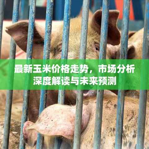 最新玉米价格走势，市场分析深度解读与未来预测