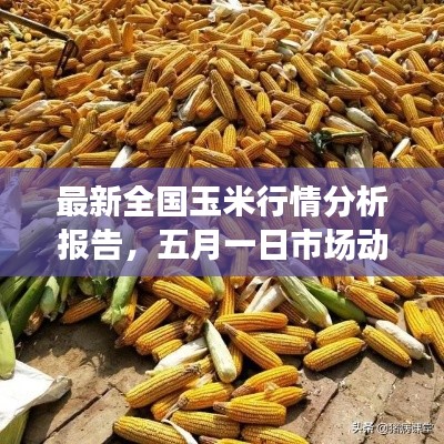 最新全国玉米行情分析报告,五月一日市场动态解析