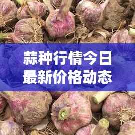 蒜种行情今日最新价格动态更新