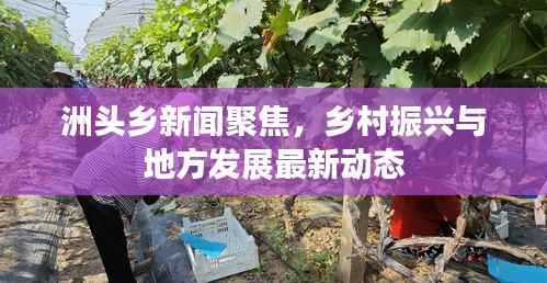 洲头乡新闻聚焦,乡村振兴与地方发展最新动态