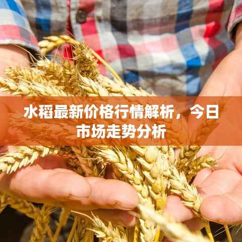 水稻最新价格行情解析,今日市场走势分析